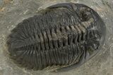 Hollardops Trilobite Fossil - Ofaten, Morocco #312771-1